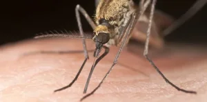 San Juan sigue sin casos de dengue, pero advierten que el riesgo persiste