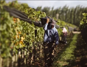 San Juan impulsa la modernización de la vitivinicultura con financiamiento y tecnología