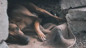 Condenan a una mujer en San Juan por un caso extremo de maltrato animal