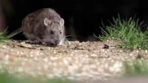 San Juan no registra casos de hantavirus y Salud llevó tranquilidad a la población