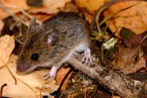 La OMS advirtió que se esperan más casos de hantavirus en los próximos días y confirmó que ya son 11 los infectados