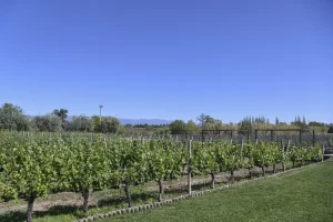 El Gobierno nacional finalizó el Plan Estratégico Vitivinícola 2020