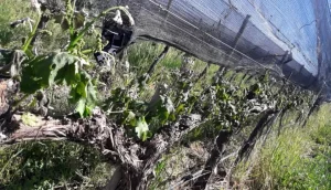 Un invierno atípico favorece a los chacareros y ayuda a sostener los precios de las verduras