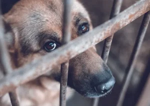 Lanzan una campaña para ayudar a perros en situación de calle y alertan por el robo de sus abrigos