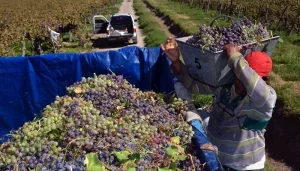 Viñateros cuestionan las estadísticas del INV y piden explicaciones por diferencias en los stocks de vino