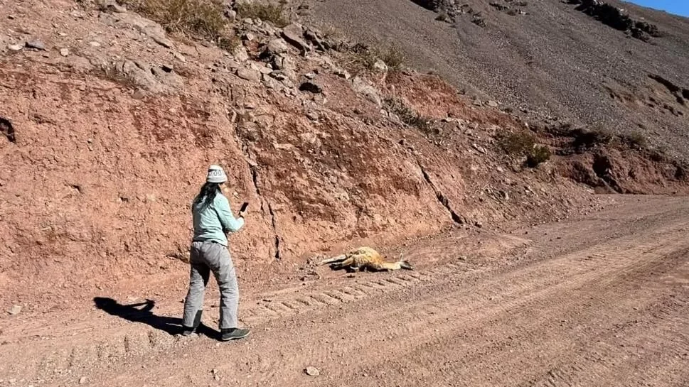 Ambiente estima que hasta 300 guanacos podrían haber sido afectados por la mortandad en la cordillera