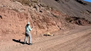 Ambiente estima que hasta 300 guanacos podrían haber sido afectados por la mortandad en la cordillera