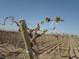 Otra helada golpea al campo sanjuanino y agrava la preocupación por las pérdidas