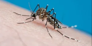 El calor y la humedad encienden la alerta por el dengue en San Juan