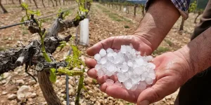 El Niño y las heladas ponen en alerta al campo sanjuanino: habrá subsidios para pequeños productores
