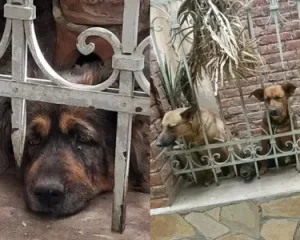 Cuatro perros fueron rescatados de una casa abandonada en Capital